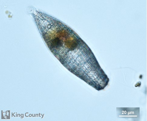 Photo of Tiarina fusus